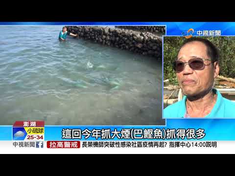 遊客少魚群洄流 澎湖石滬漁撈熱鬧重現│中視新聞 20210904