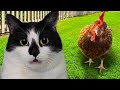 24 ЧАСА с КОТОМ на УЛИЦЕ ! ОБЫЧНЫЙ 