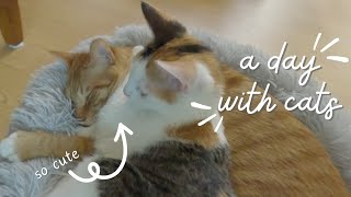 SPEND THE DAY WITH MY CATS (A VERY COZY CAT VLOG)