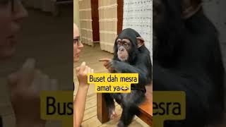 Simpanse Love shorts simpanse monkey satwakucoyy