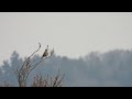 Singdrossel singt im Schnee (Turdus philomelos)