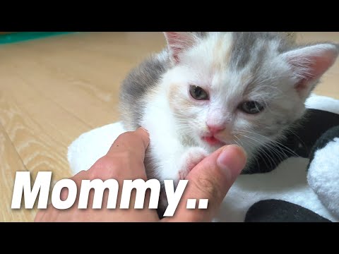 When My Baby Cat <strong>Thinks</strong> of Me as a Mom
