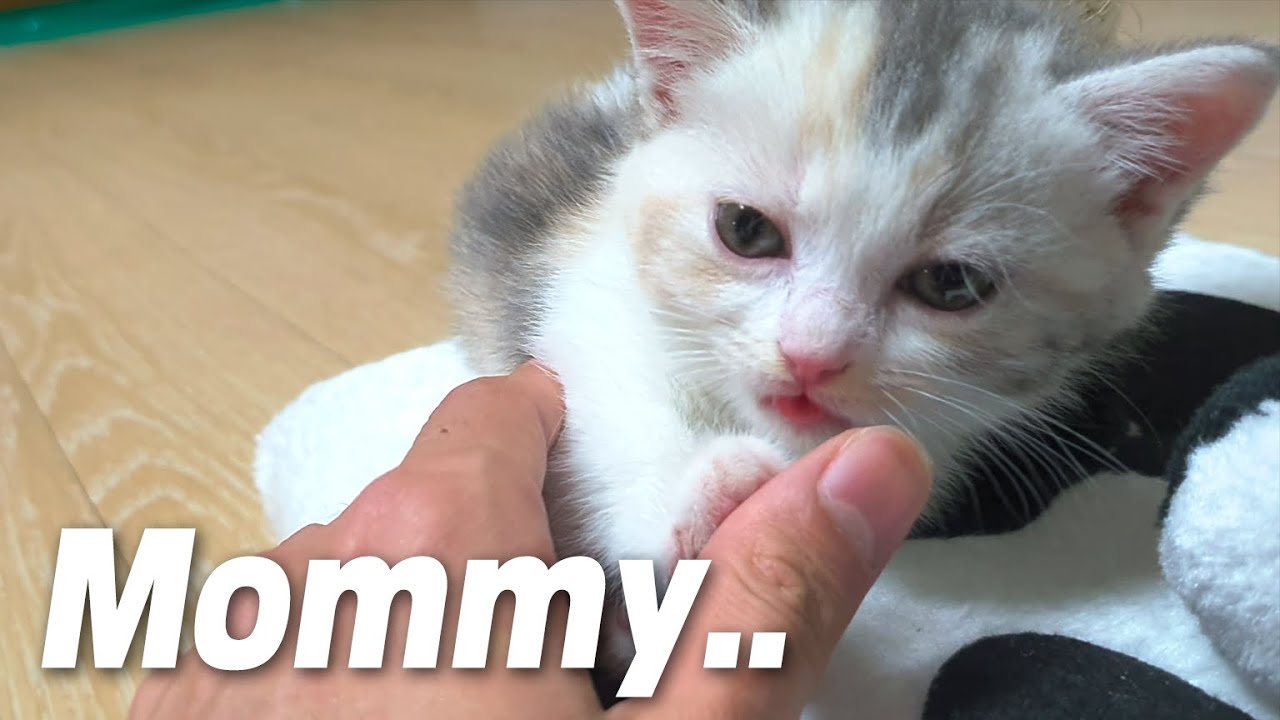 When My Baby Cat Thinks of Me as a Mom YouTube