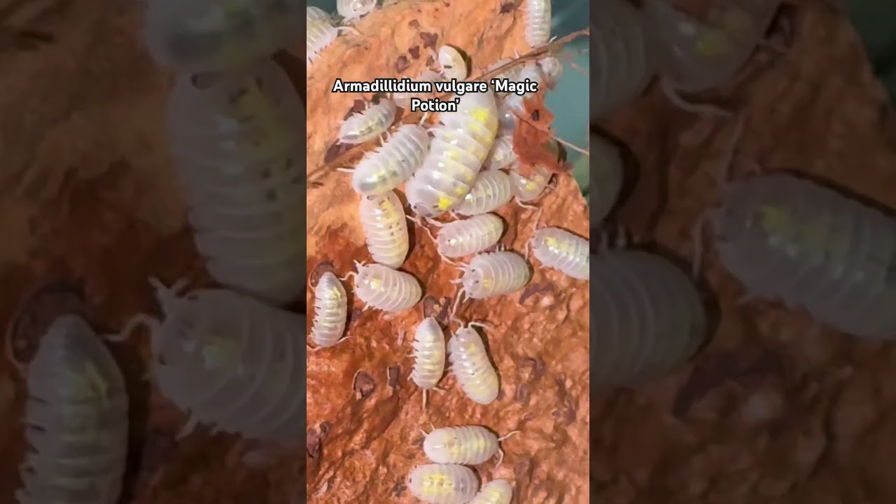 Armadillidium vulgare ‘Magic Potion’ – оригинальный сорт, обнаруженный Джеем Фиоре и усовершенств...