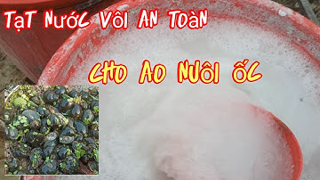 tạt nước vôi an toàn cho ao nuôi ốc(ốc bươu)