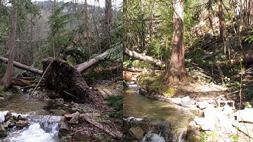 Upright a Cedar tree with basic block and tackle techniques.
