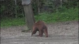 クマゾーン サファリゾーン 富士サファリパークに行ってきました~~ 00064