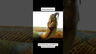 How Titanoboa &amp; Carbonemys Looked Before Humans (Then vs Now) #shorts