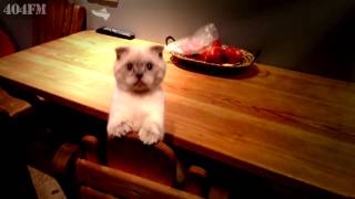 CAT MEOW - Party Favor Zooly REMIX