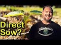 Pros & Cons of Direct Sowing Seed Straight into the Garden Bed