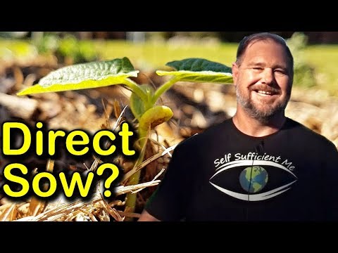 Video: Kāpēc tieši sēt sēklas - priekšrocības, sējot sēklas tieši dārzā
