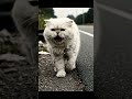 #cat #poorcat #shorts #sadcat