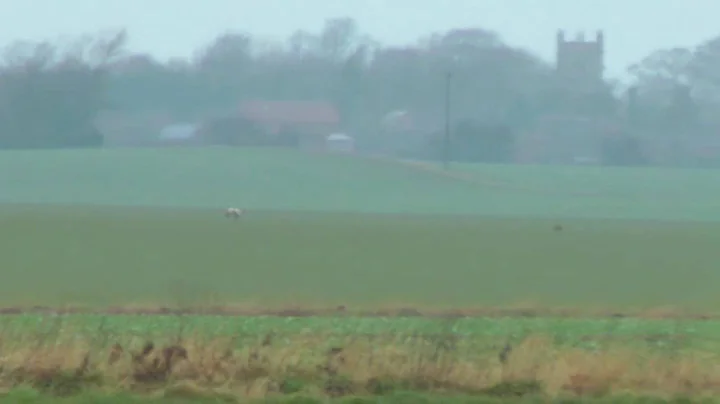 hare coursing preban