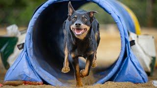 Australian Kelpie Hayami  19 months