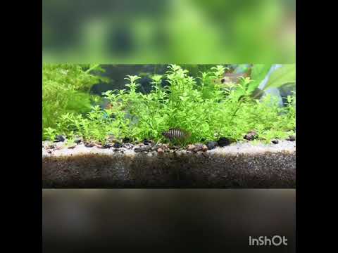 Black Tiger Dario (Dario Myanmar) Бадис Дарио Чёрный Тигр, маленькая аквариумная рыбка