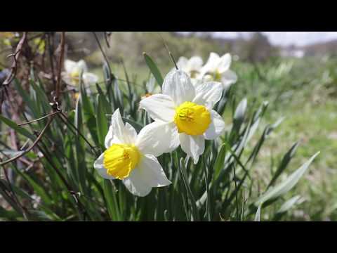 139 Marlowe Road, Rogersville, TN home video tour