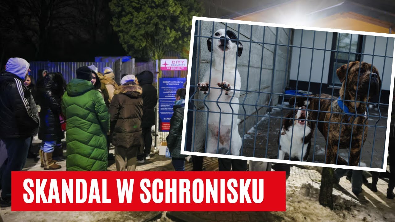 WIELKI SKANDAL W BYTOMSKIM SCHRONISKU. Ludzie szturmowali placówkę, wezwano policję! | Fakt