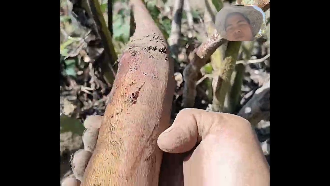 Chihi amin epi ham a he2 atui a tui hie