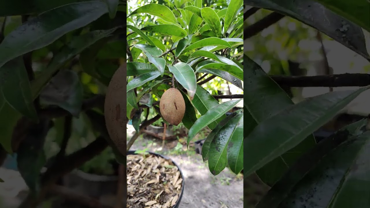 sapodilla picking in Orlando Florida