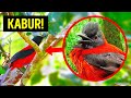 Jika Kamu Melihat Burung Ini, Panjat Pohon agar Selamat!