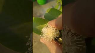 Penyerbukan manual pada jambu biji #kebunteras #berlangganan #suka