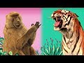 Storybots   animal songs   listen and learn songs  netflix jr