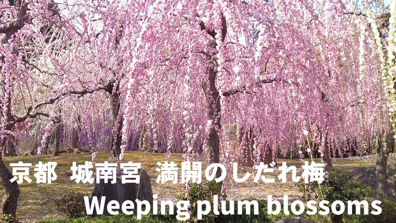 【京都の梅】たっぷり観れる!満開のしだれ梅【4K】京都 城南宮を歩く/Kyoto Japan walk!