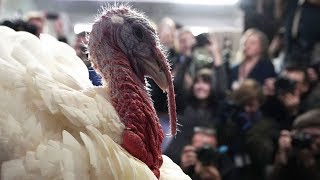 Donald Trump hosts the Thanksgiving Turkey presentation - watch live