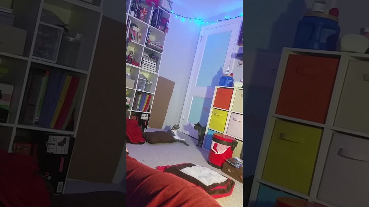 camera iphone 8 plus apk cats fighting