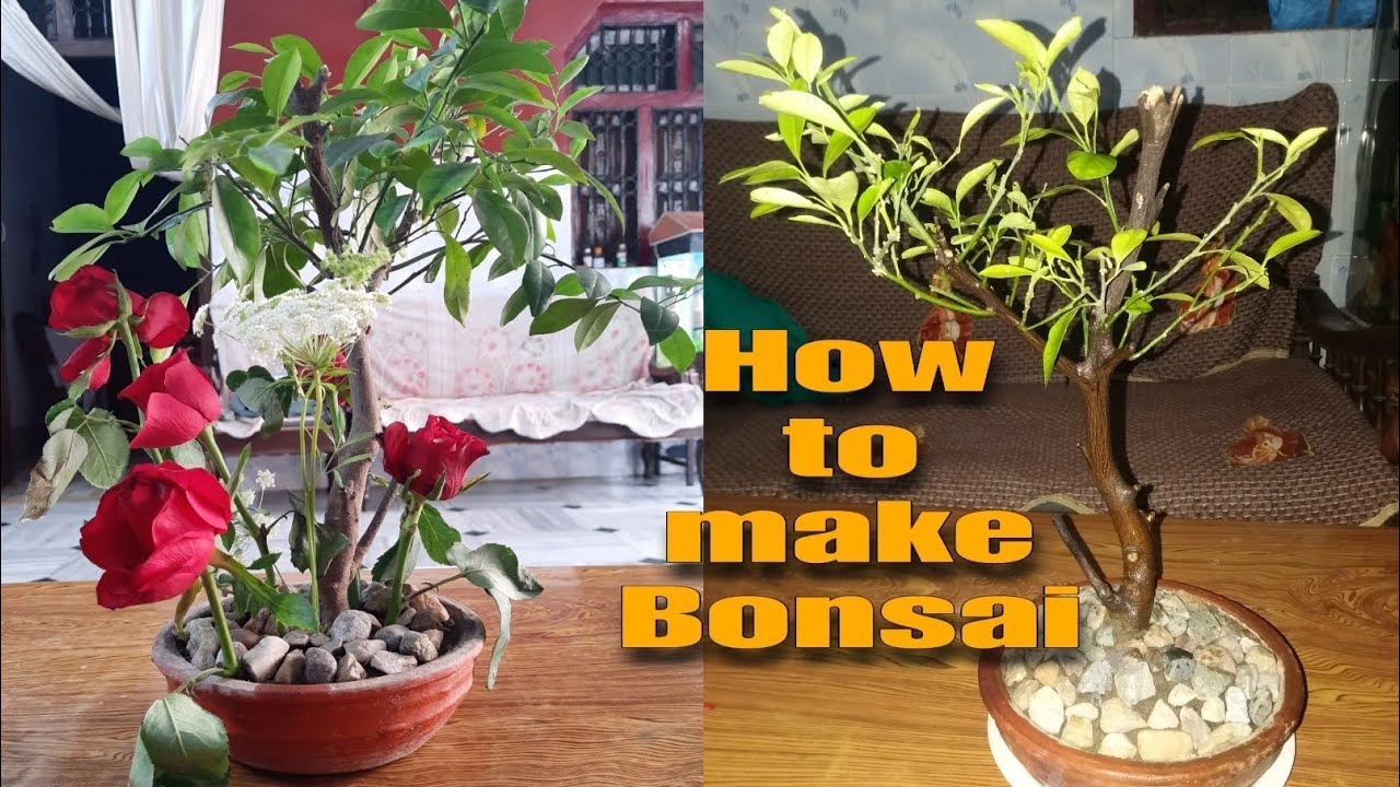 How to make bonsai soil at home,how to make orange tree bonsai. YouTube