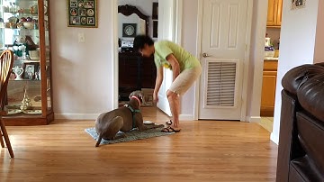 Down Progression: Verbal Cue and Fade Lure