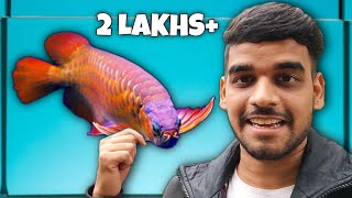 I WENT TO SEE A ₹200000 AROWANA FISH! by AQUATIC MEDIA 126,514 views 3 months ago 36 minutes