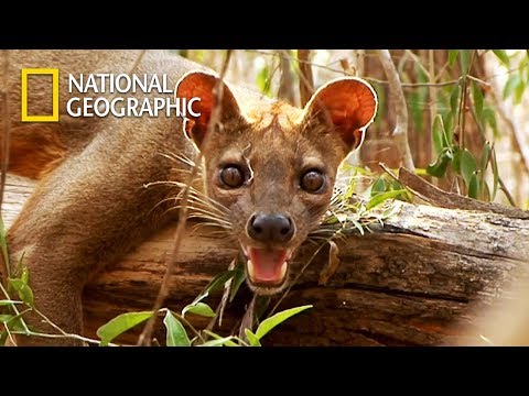 Video: Největší Dravec Madagaskaru: Fossa