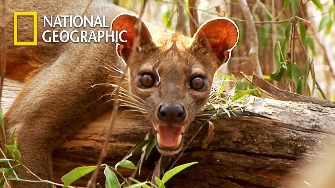 Fossa, Madagascar's Top Predator but Endangered Species｜National Geographic