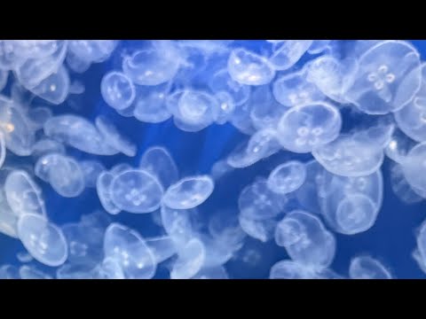 Fall In Love Again And Again Tiktok Ver 10mins Part 1 