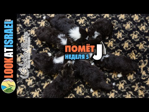 Corgi pembroke puppies - Week 5 - Sababa shire Kennel, Israel