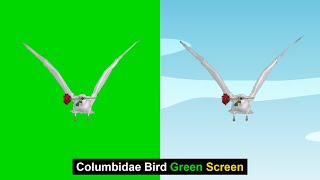 Columbidae Bird Green Screen | Dove Bird Green Screen | Green Screen Bird | Green BackGround Screen