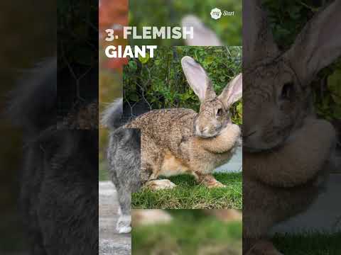 5 Stunning Rabbit