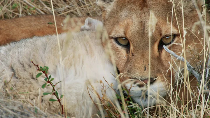 Mother Puma's Fight for Food