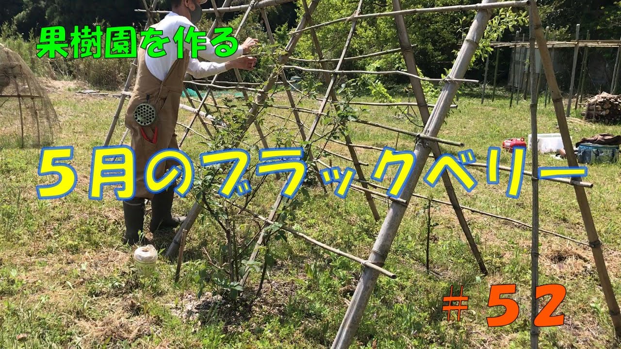 #52 ブラックベリーの柵のメンテと誘引
