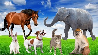 CUTE LITTLE ANIMALS : Dog, cat, chicken, elephant, cow, tortoise - Animal Sounds Moments