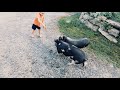 PIGS ESCAPING | Plan C