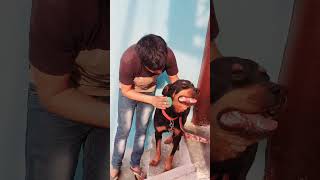 Combing The Hair Of a Rottweiler dog #rottweiler #dog