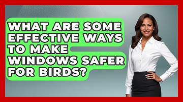 What Are Some Effective Ways to Make Windows Safer for Birds? | Bird Watching Diaries