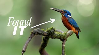 Filming The Blue-Eared Kingfisher In The Western Ghats A Rare Encounter