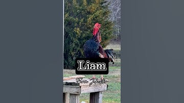 Liam!, Oh Liam!, Liiiaaaaamm! #liam #humor #laugh #chickens #hens #roosters #nameyellingchicken