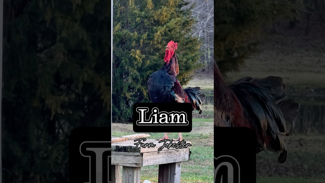 Liam!, Oh Liam!, Liiiaaaaamm! 