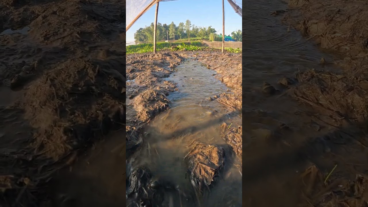 Beel Fishing Adventure | Catching Plenty of Fish Naturally 