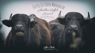 Geviş Getiren Mandalar - Anatolian Buffalo Ruminate