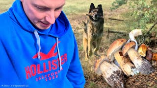 картинка: Вівчарка знайшла НАЙБІЛЬШИЙ гриб! | Наші Пригоди в Лісі 🌲
